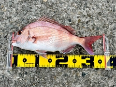 マダイの釣果