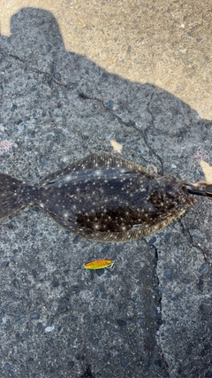 ヒラメの釣果
