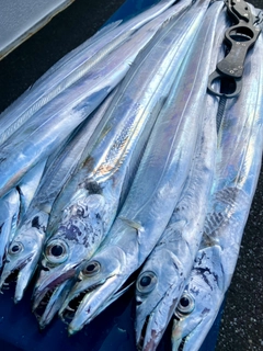 タチウオの釣果