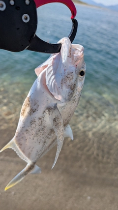 メッキの釣果