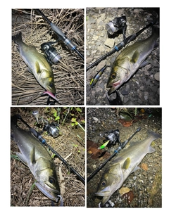 シーバスの釣果