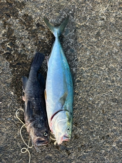 ワラサの釣果