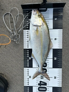 ショゴの釣果
