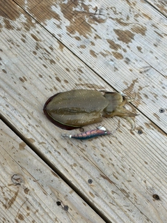 コウイカの釣果