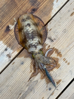 アオリイカの釣果