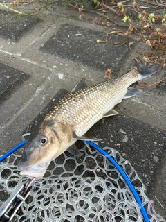 ボラの釣果