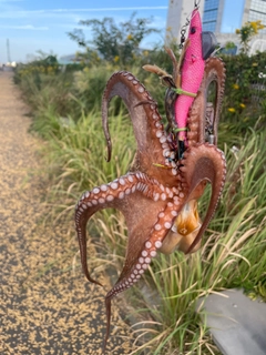 タコの釣果