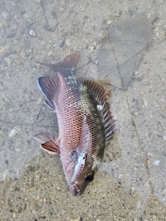 ゴマフエダイの釣果