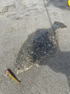 ヒラメの釣果