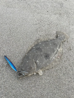 ヒラメの釣果