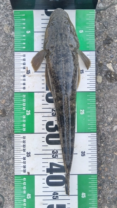 マゴチの釣果
