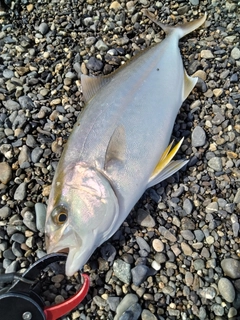 ショゴの釣果