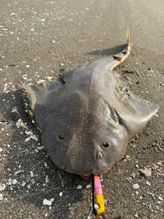 カスザメの釣果
