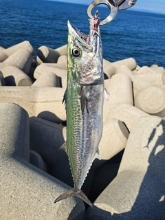 サゴシの釣果