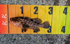 アコウの釣果