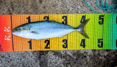 ツバスの釣果