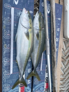 ワラサの釣果