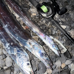 タチウオの釣果