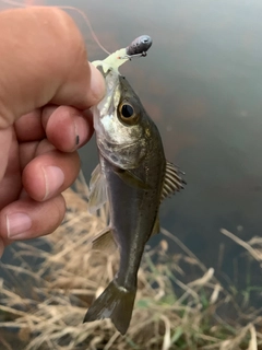 スズキの釣果