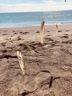 シロギスの釣果
