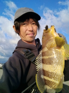 アオハタの釣果