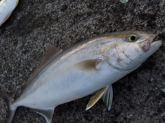 カンパチの釣果