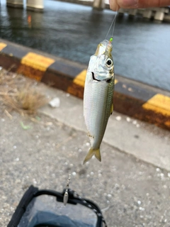 サッパの釣果