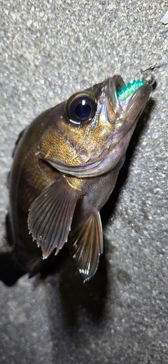 メバルの釣果