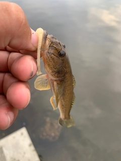 ハゼの釣果