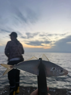 マアジの釣果