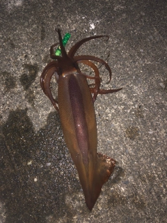イカの釣果