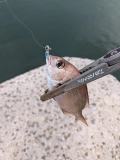 タイの釣果