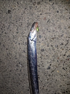 タチウオの釣果