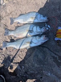 ヒラスズキの釣果