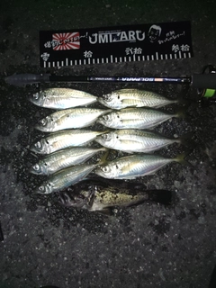 アジの釣果