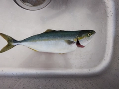 イナダの釣果