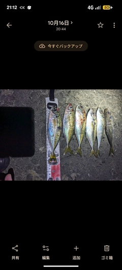 マアジの釣果