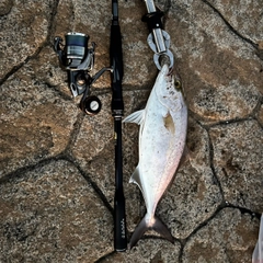 ショゴの釣果