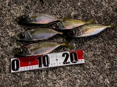 アジの釣果