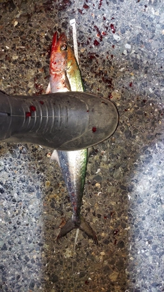 サゴシの釣果