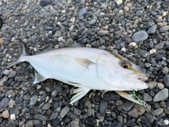 ショゴの釣果