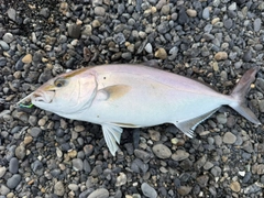 ショゴの釣果