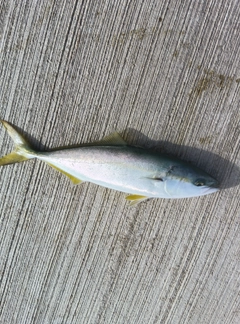 イナダの釣果