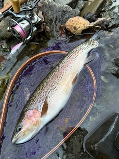 ニジマスの釣果