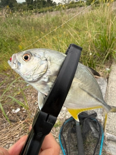 メッキの釣果