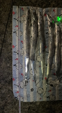 タチウオの釣果
