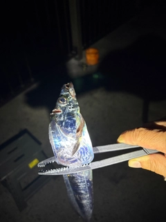 タチウオの釣果