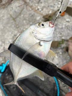 メッキの釣果