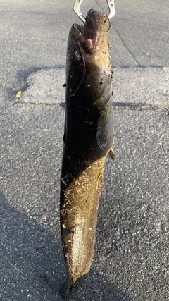 ナマズの釣果