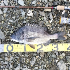 クロダイの釣果